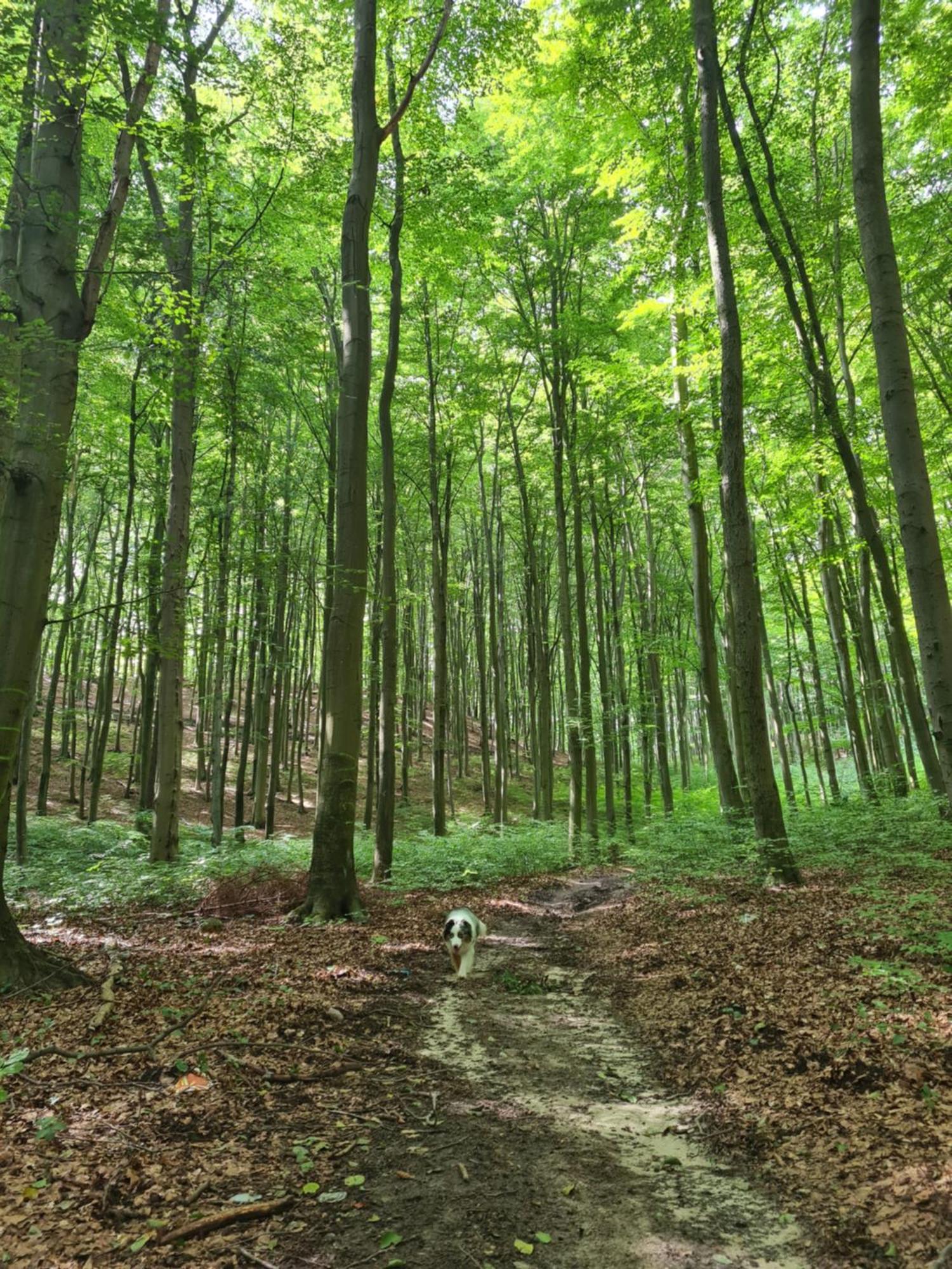 Vila Wigwam Dom Z Basenem Na Kaszubach Sulęczyno Exteriér fotografie